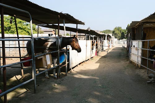 Photos gratuites de cheval, équin, étalon