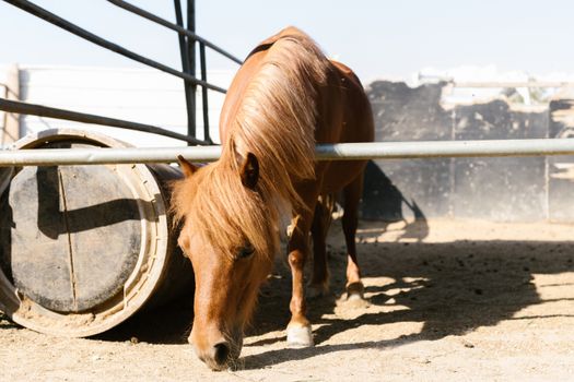 A brown horse grazes peacefully in a sunlit stable yard, showcasing its long mane.
