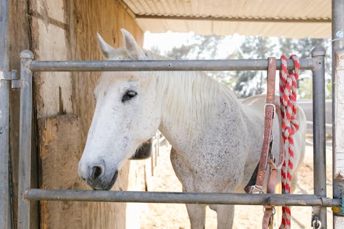 Darmowe zdjęcie z galerii z biały koń, głowa konia, grzywa