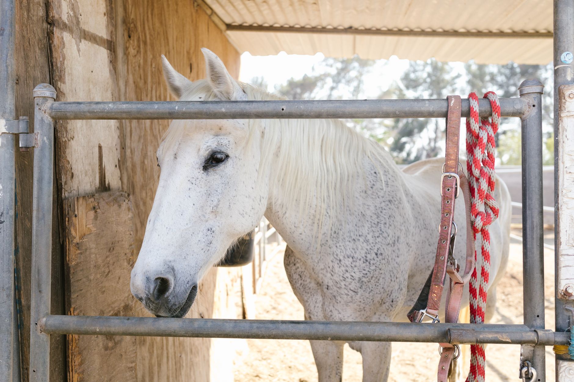 A calm horse stable with groomers caring for thoroughbreds under warm evening light