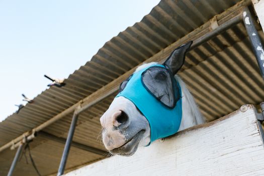 Accoutrements Horse Head Mask