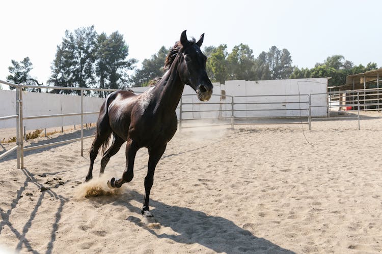 Horse Running On Sand In Pen