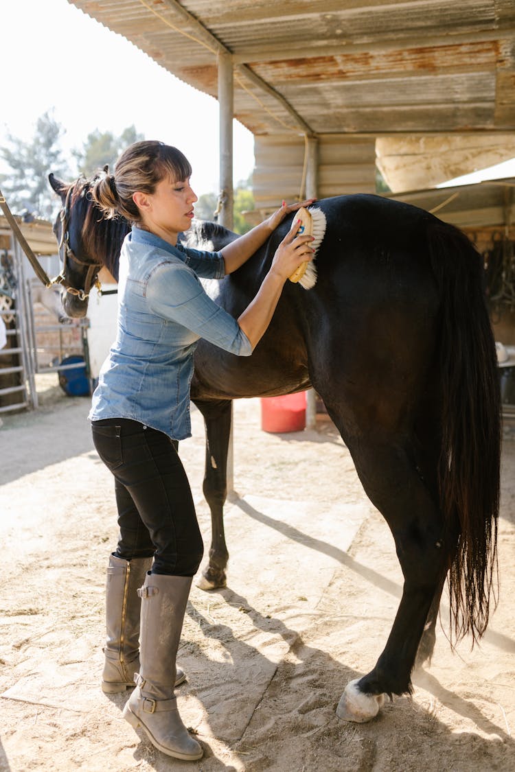 Female Caretaker Brushing A Horse's Hip