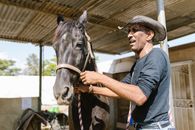 Horseman standing beside Staillion Horse