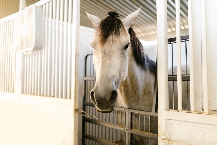 A White Horse In The Stable
