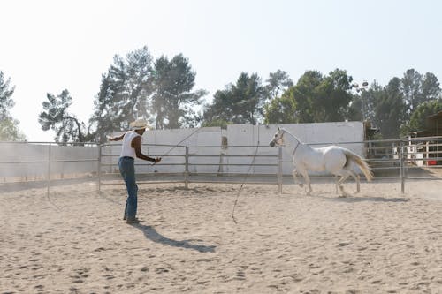 Бесплатное стоковое фото с белая лошадь, всадник, домашнее животное