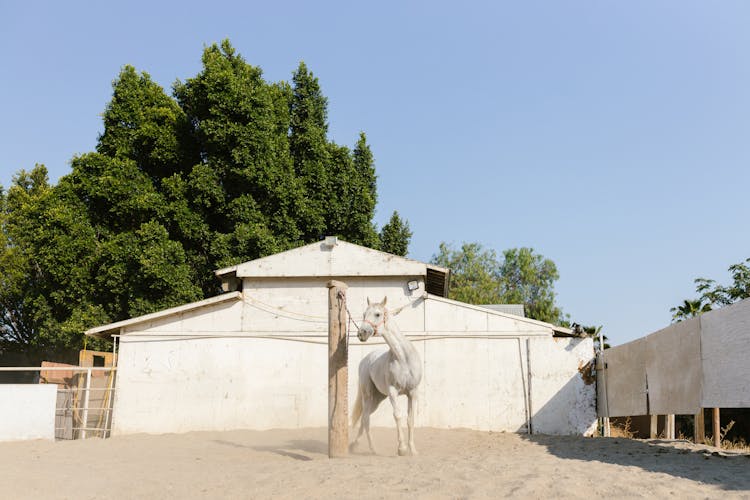 White Horse On Ranch