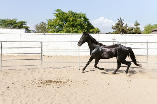 Black Horse in Corral