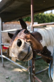 A playful close-up of a horse's nose at a rural farm setting, conveying cuteness and curiosity.