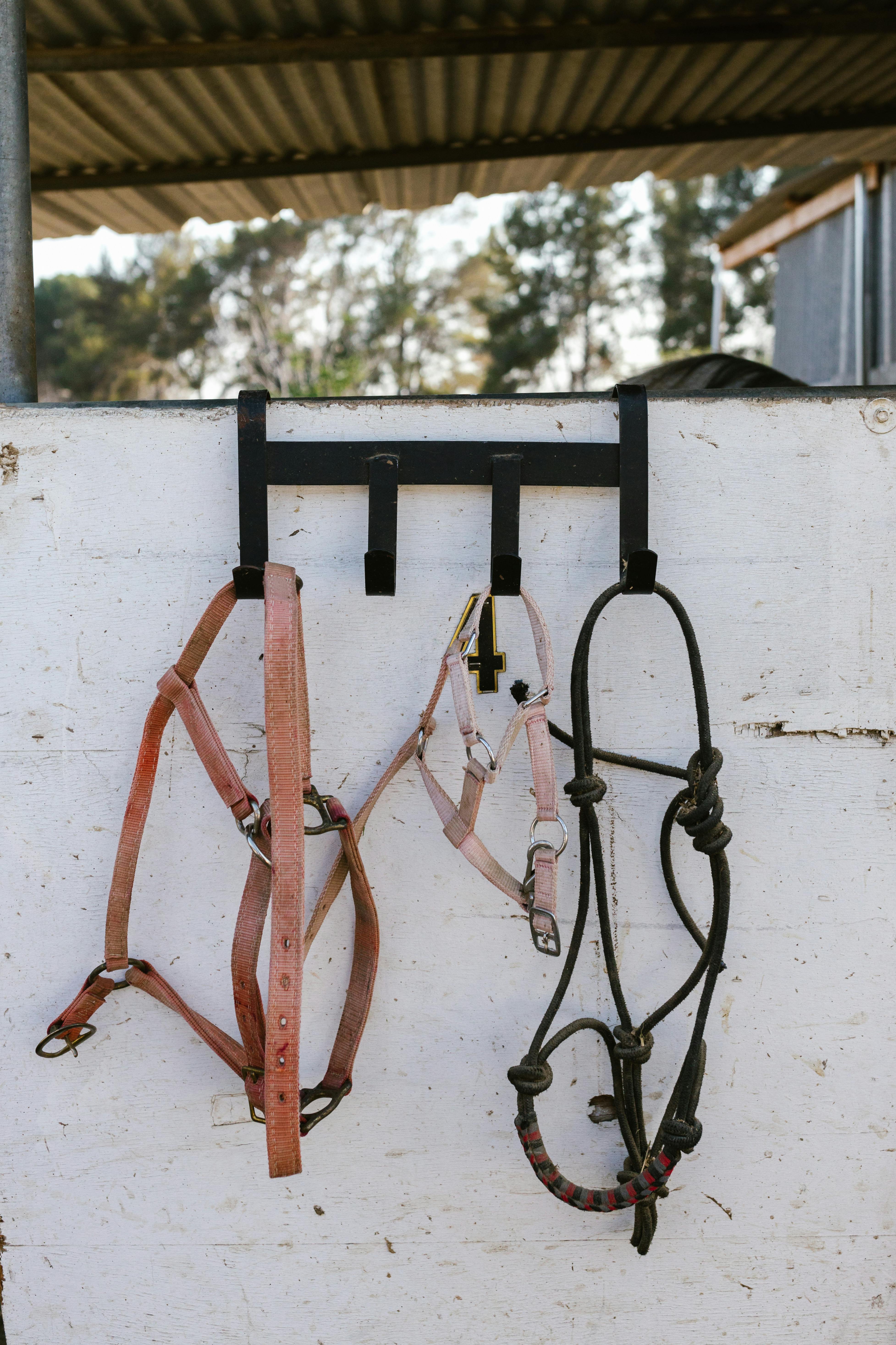 Trainer working with horse using hybrid rope halter