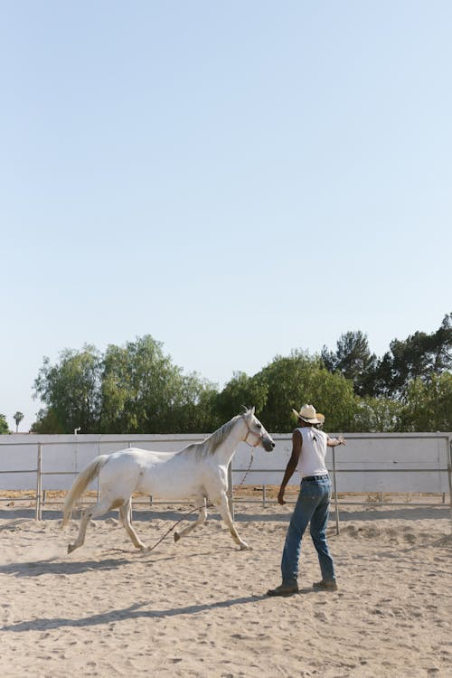 Man Training a White Horse in a Paddock 