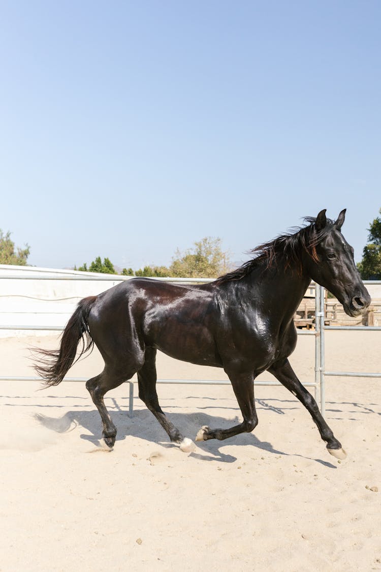 Black Horse Running On Ranch