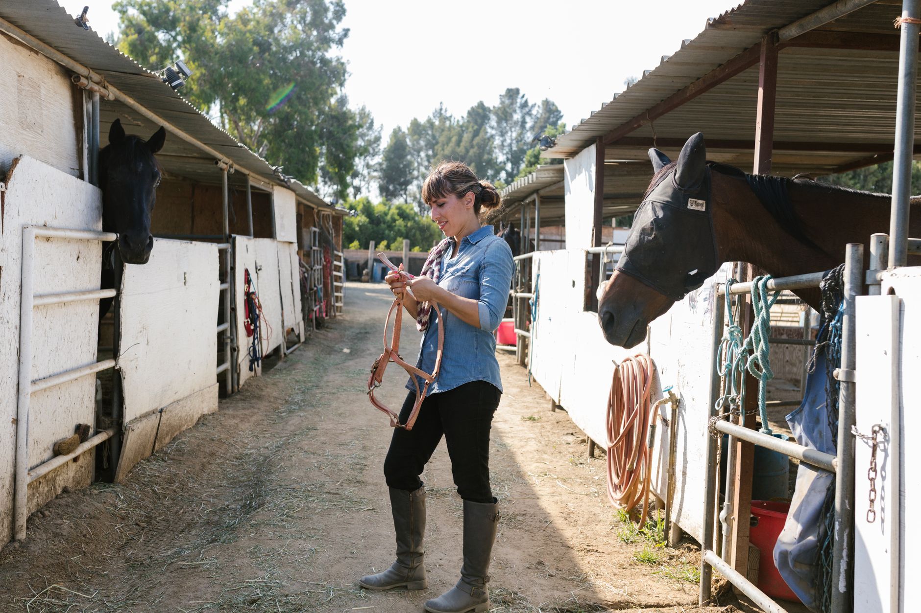 Veterinarian examining a horse during a checkup