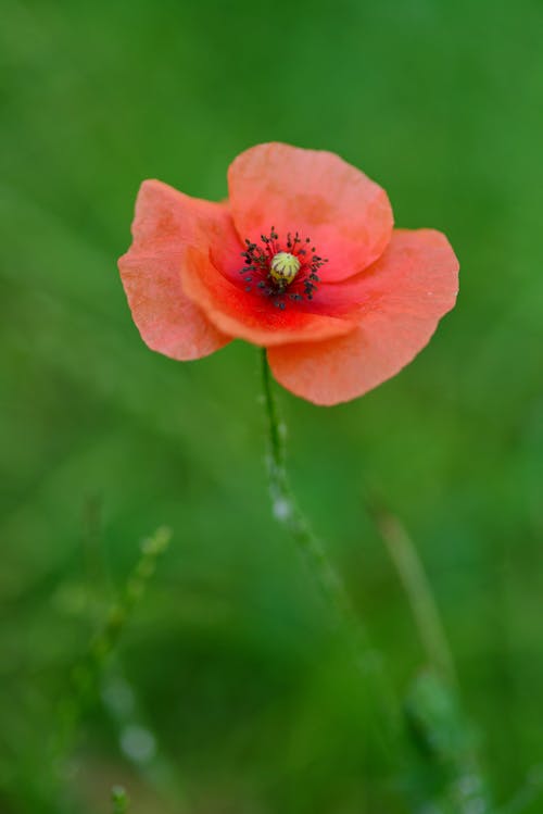 Free Close-Up of a Flower  Stock Photo