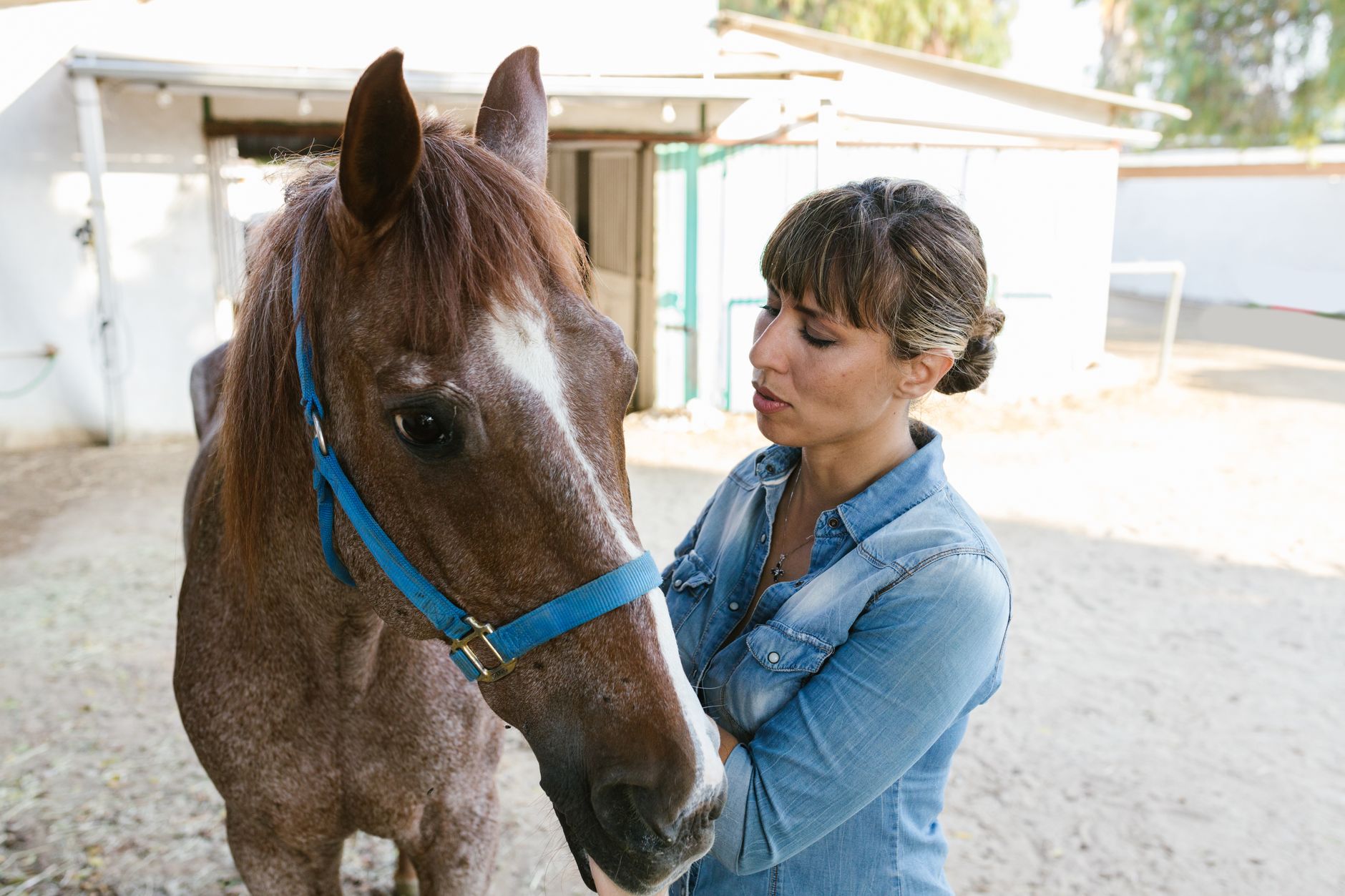 Veterinarian examining a horse during a checkup