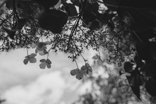 Free Grayscale Photo of Leaves on Tree Stock Photo