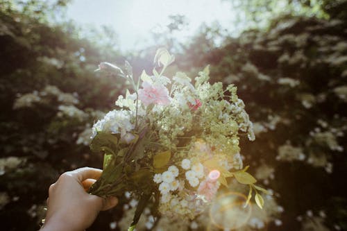 Free Person Holding White and Pink Flowers Stock Photo