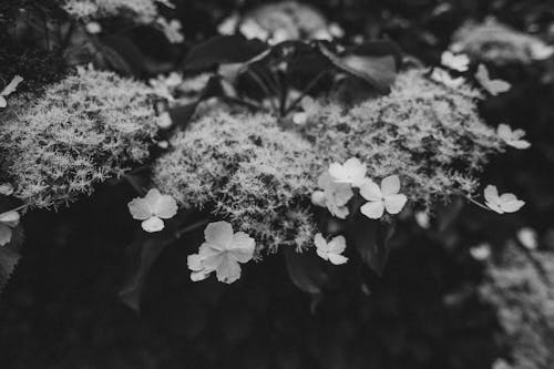 Imagine de stoc gratuită din alb-negru, botanic, estompare