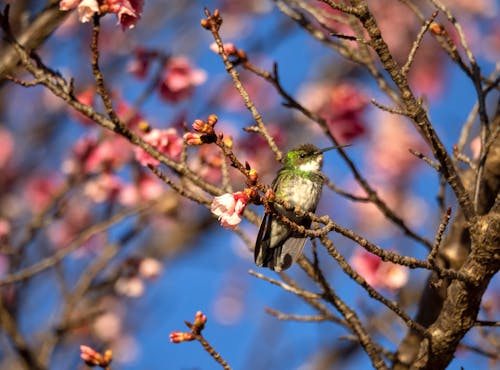 Бесплатное стоковое фото с колибри, птица, розовые цветы