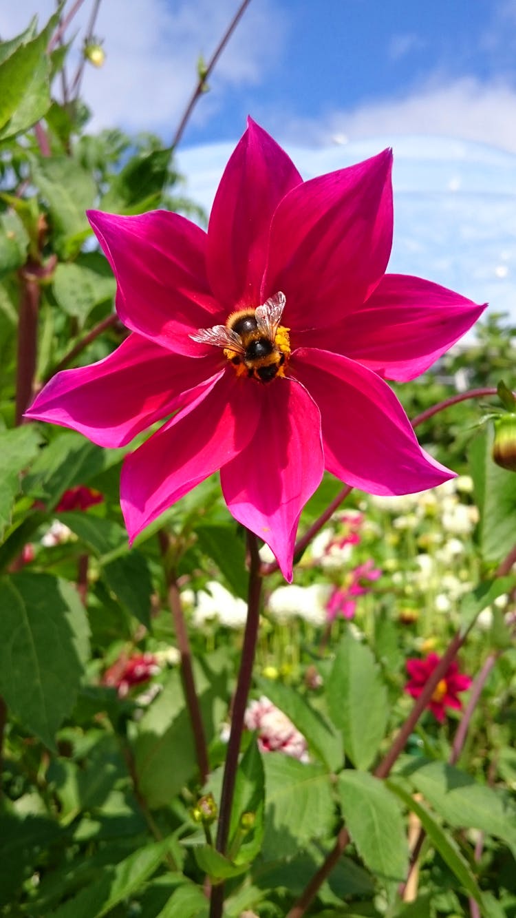 Bee Perched On A Pink Dahlia Imperialis Flower