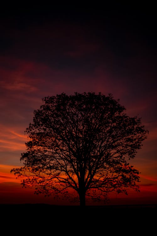 
A Silhouette of a Tree during a Twilight