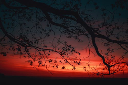 
A Silhouette of a Tree during a Twilight