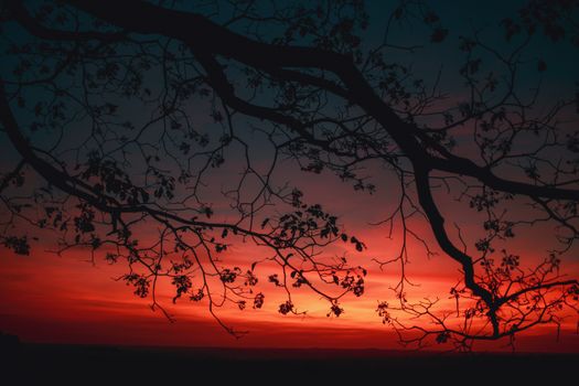 Silhouette of tree branches against a vibrant twilight sky with red and blue hues.
