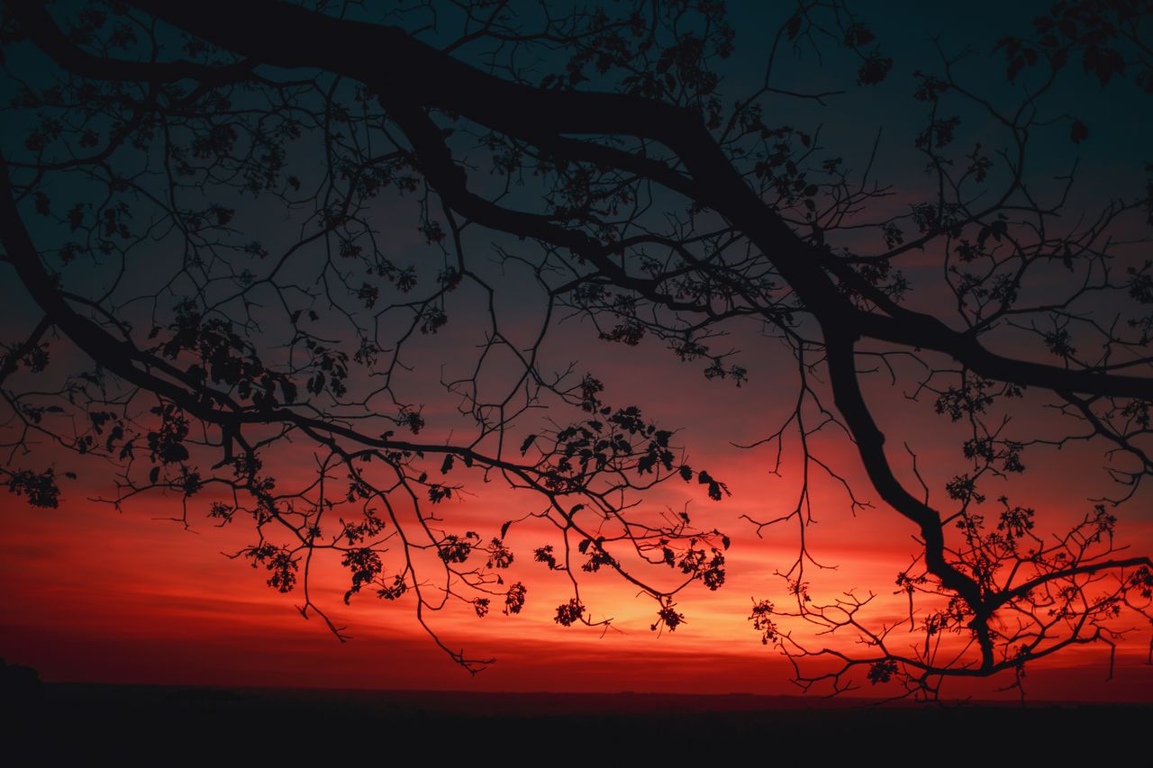 silhouette of tree branches against a vibrant twilight sky with red an