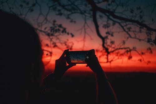 
A Person Taking a Picture of a Tree during the Golden Hour