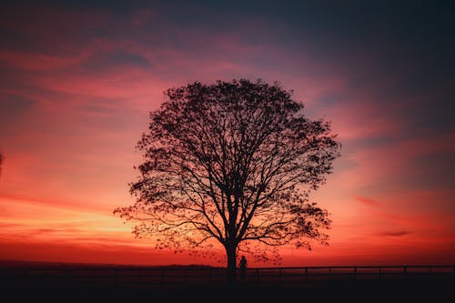 Silhouette of a Tree at Sunset