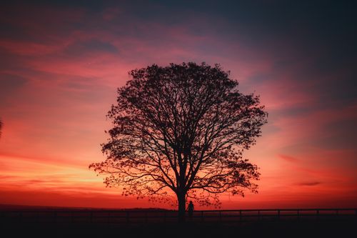 Free A dramatic tree silhouette against a stunning sunset backdrop with vibrant hues. Stock Photo