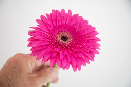 A Pink flower in Close-Up Photography