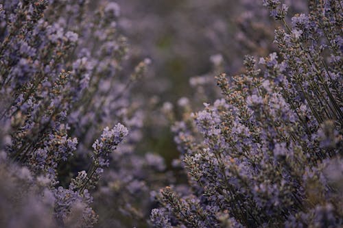 Kostnadsfri bild av blomfotografi, blommor, blomning