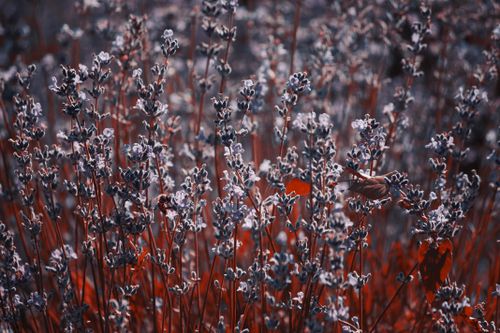 Free Artistic close-up of lavender flowers with a moody tone, showcasing selective focus and natural beauty. Stock Photo