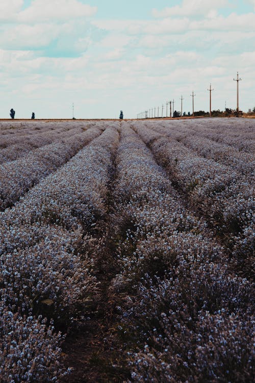 Kostnadsfri bild av blommor, blomning, blomsteräng