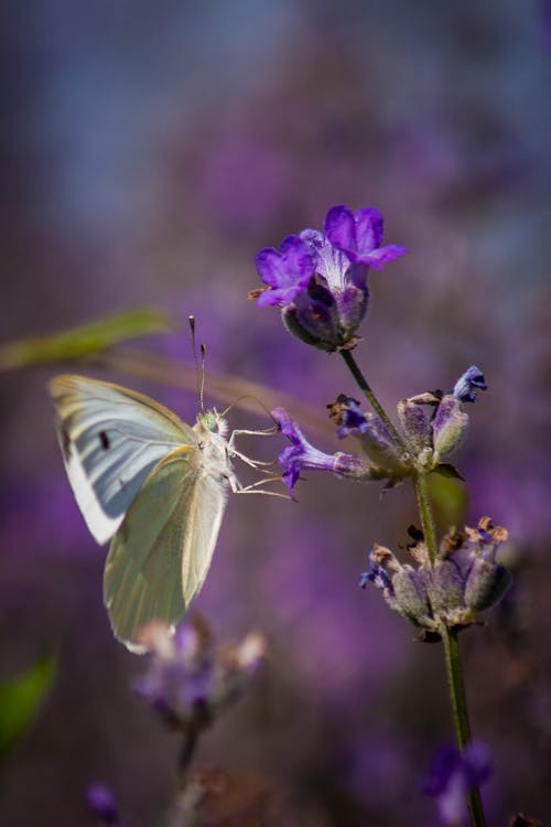 Foto stok gratis bidikan close-up, bunga lavender, bunga-bunga