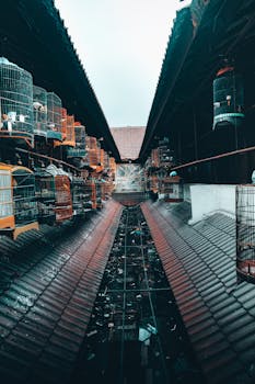 A bustling urban rooftop market featuring rows of bird cages hanging under corrugated roofs.