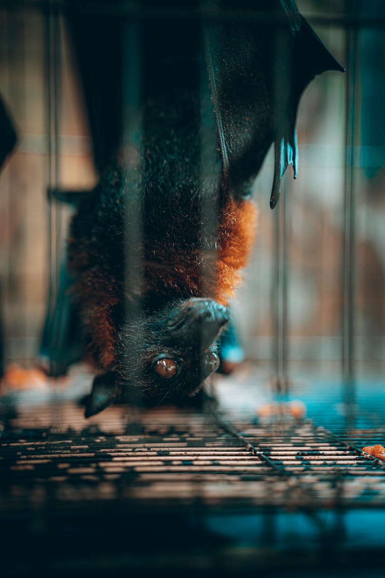 Bat Hanging In Cage