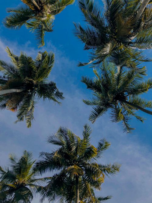 Free Low-angle view of palm trees under a vibrant blue sky, capturing the essence of a tropical landscape. Stock Photo