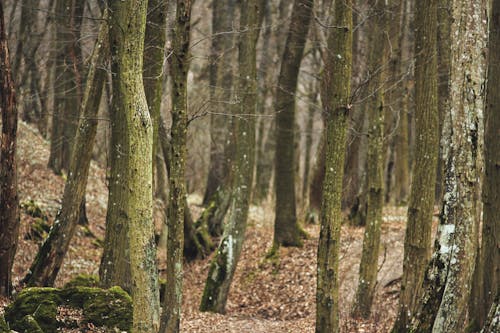 Бесплатное стоковое фото с бук, деревья, лес