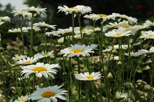 Free A captivating close-up of daisies blooming in a vibrant meadow, showcasing nature's beauty. Stock Photo