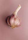 Garlic Bulb on Pink Surface