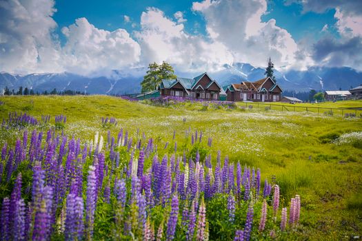 Scenic view of cottages in Gulmarg, Kashmir, surrounded by vibrant flowers and mountains.