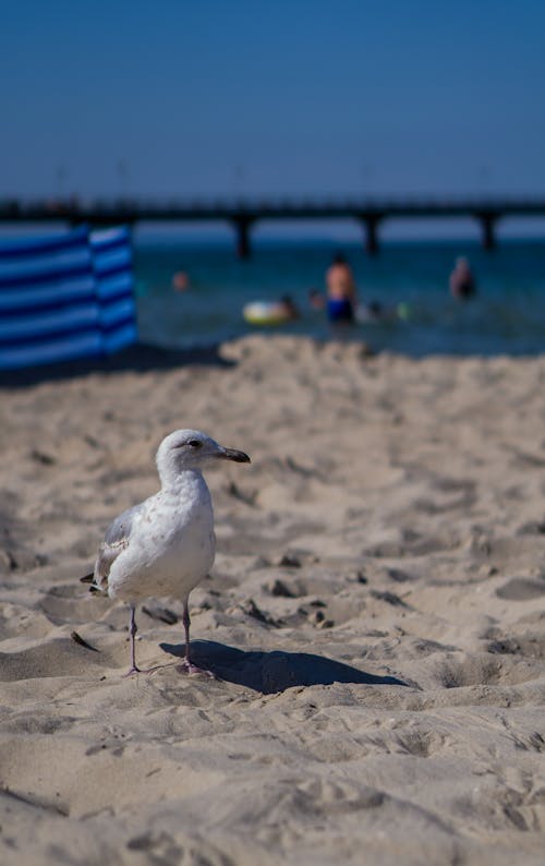 Close Up Photo of Gull on Sand