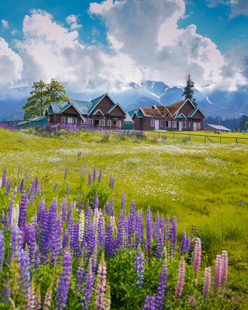 Free Stunning lavender fields with scenic cottages in Gulmarg, Kashmir. Stock Photo