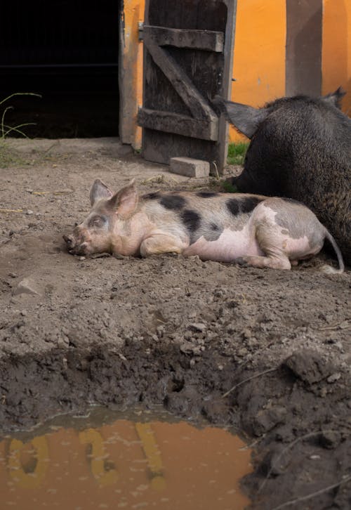 Pig Sleeping in the Mud Next to a Black Hog