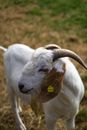 White Sheep on Brown Grass Field