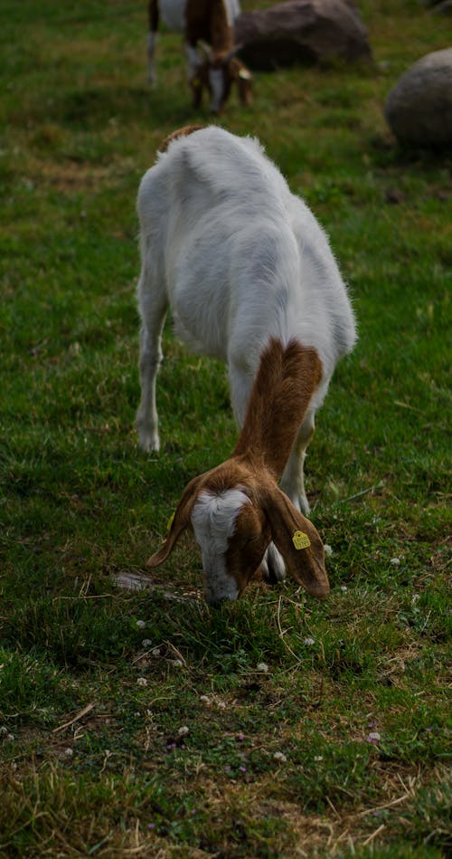 Gratis Fotos de stock gratuitas de animal, cabra boer, comiendo Foto de stock