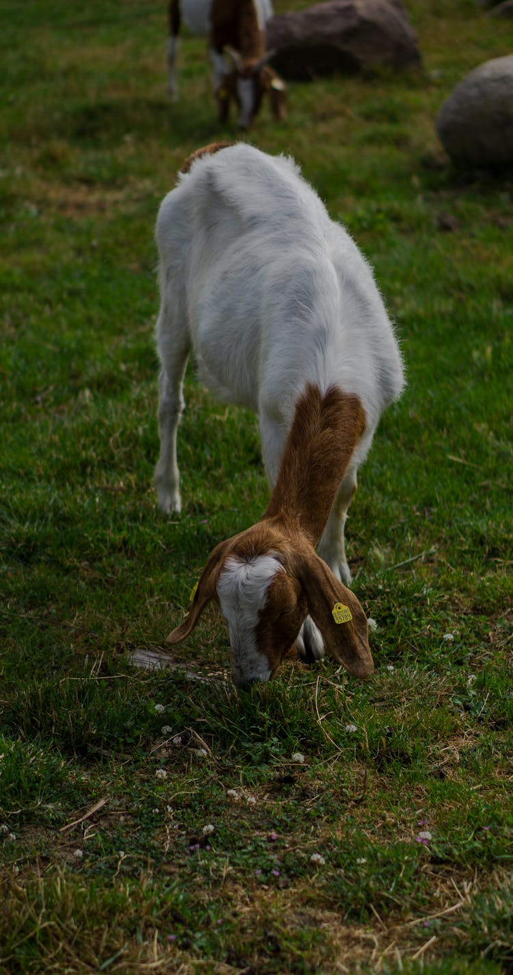 
A Boer Goat Grazing