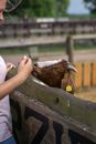 Person Feeding Cow